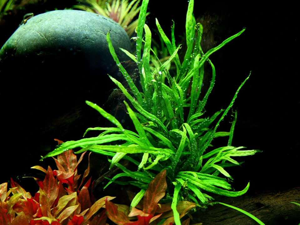 Tropica Akvarieplante i potte Microsorum pteropus Trident
